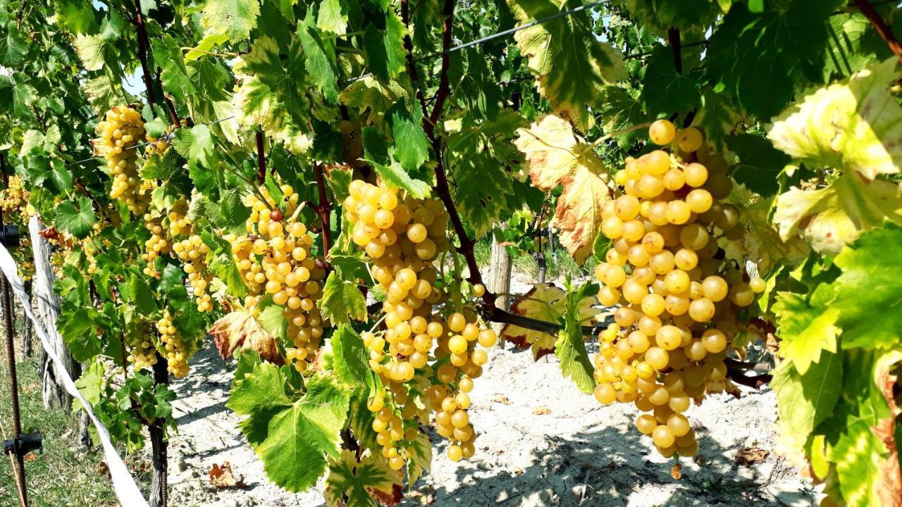 Гостевой дом Wine House Rakar Gracisce Экстерьер фото